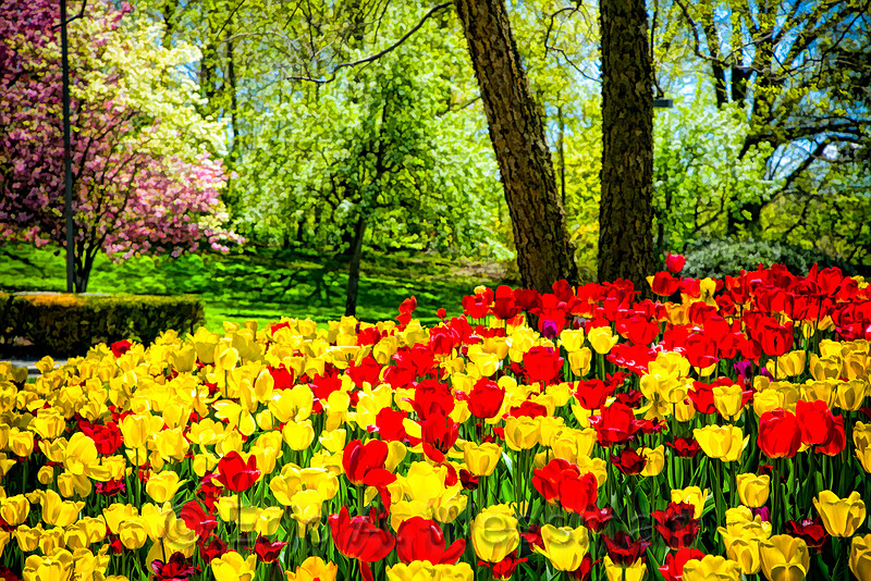 Red and Yellow Tulips, Westchester County, New York. 